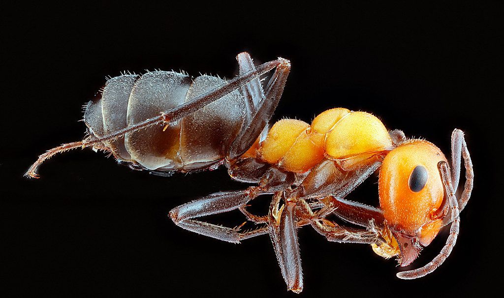 Ant Control service in East Orange, NJ