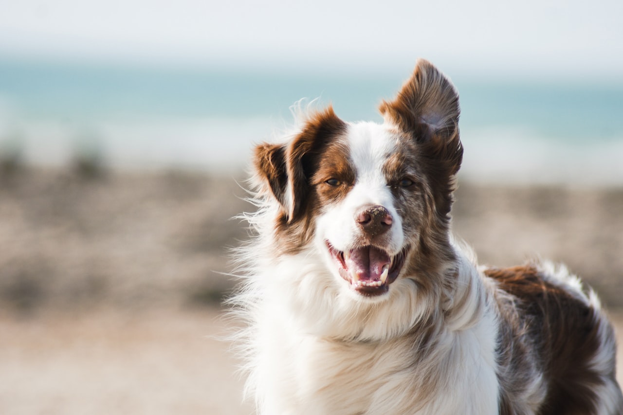 Flea & Tick Control service in East Orange, NJ