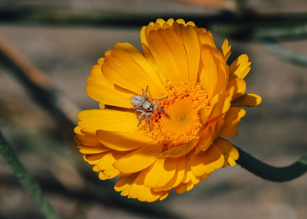 Spider Control service in East Orange, NJ